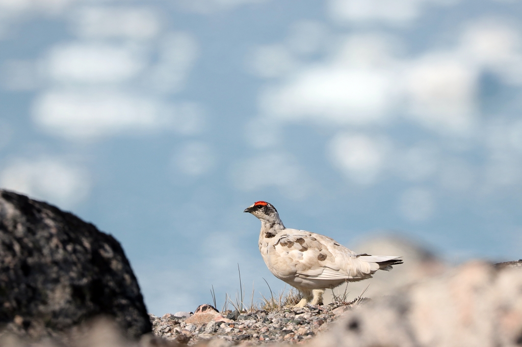 Alpenschneehuhn (Rock ptarmigan, Lagopus muta) am Eqi-Gletscher