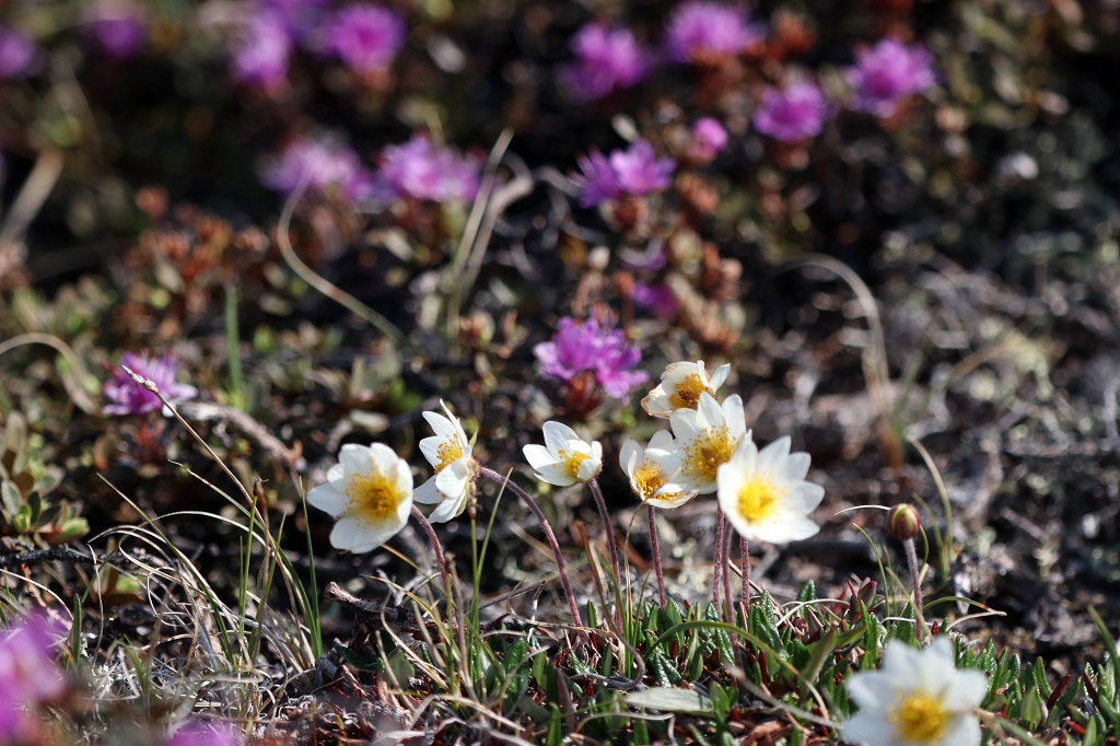 Blühende Blumen am Eqi-Gletscher