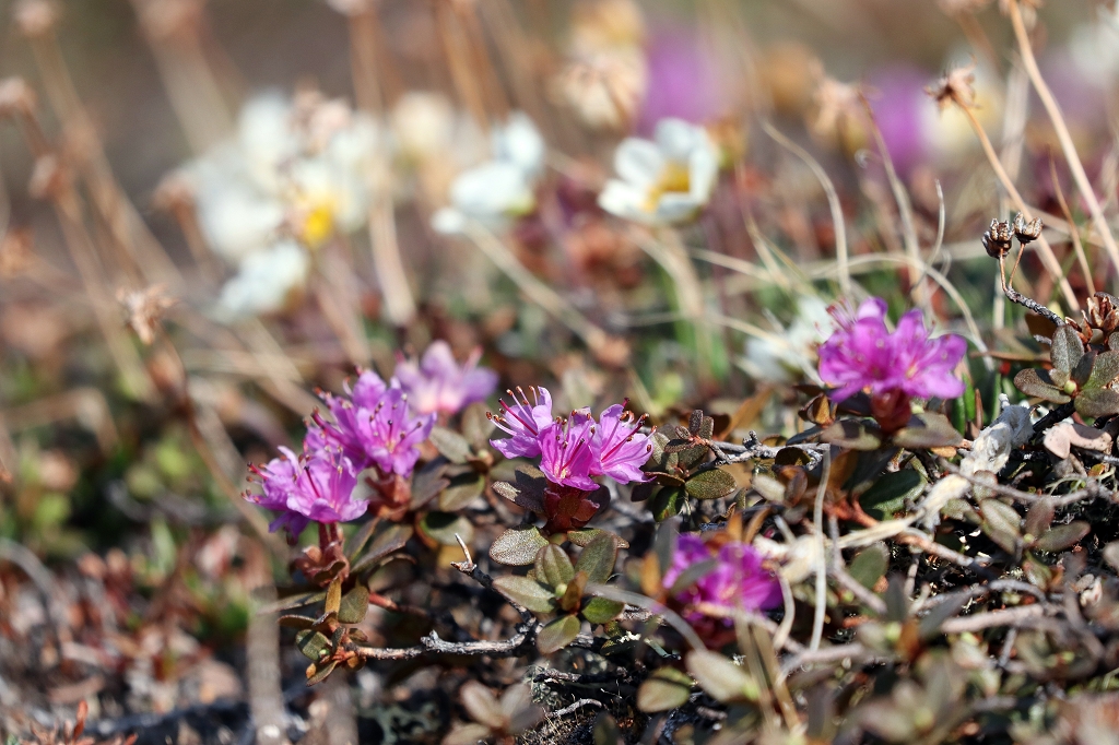 Blühende Blumen am Eqi-Gletscher