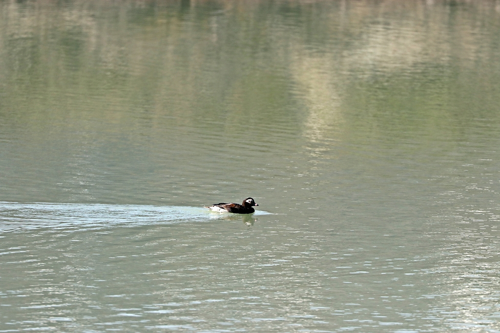 Eisente (Long-thailed duck, Clangula hyemalis) am Eqi-Gletscher
