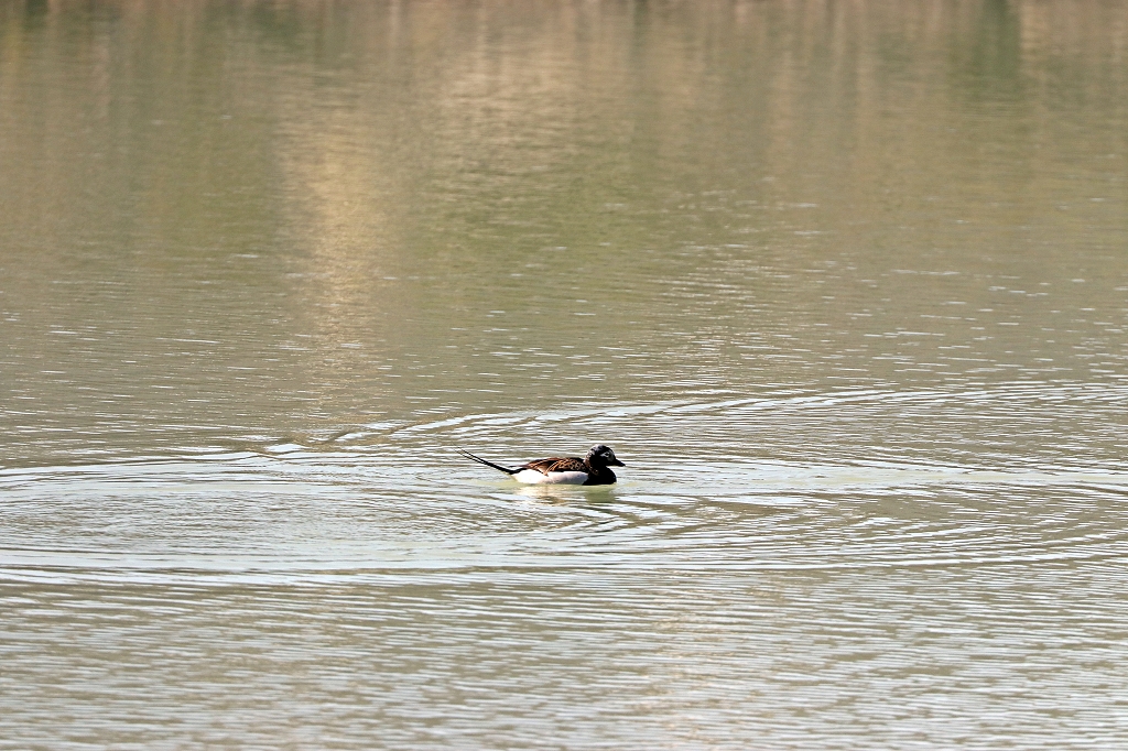 Eisente (Long-thailed duck, Clangula hyemalis) am Eqi-Gletscher