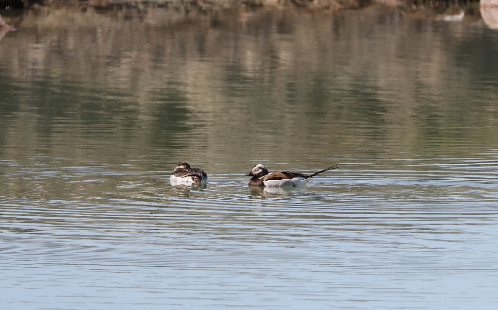 Eisenten (Long-thailed duck, Clangula hyemalis) am Eqi-Gletscher