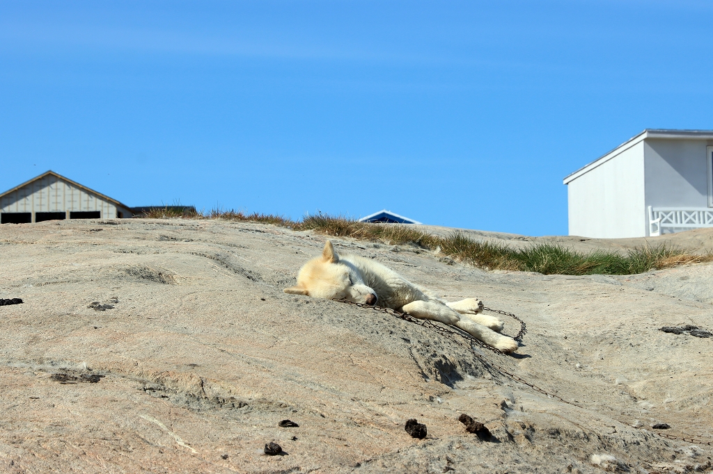 Huskyfarm in Ilulissat