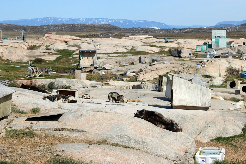 Huskyfarm in Ilulissat