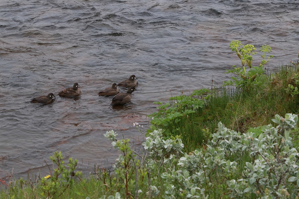 Kragenentenfamilie (Harlequin Duck, Histrionicus histrionicus) am Brúarfoss