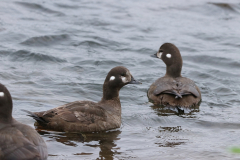 Kragenente (Harlequin Duck, Histrionicus histrionicus) am Brúarfoss