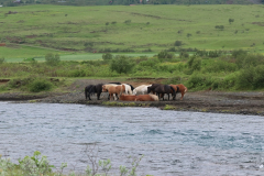 Pferde am Brúarfoss