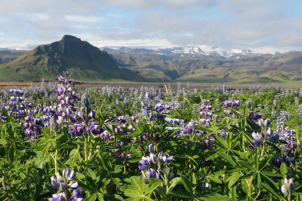 Aussichtspunkt an der Ringstraße und Lupinenfelder auf Island