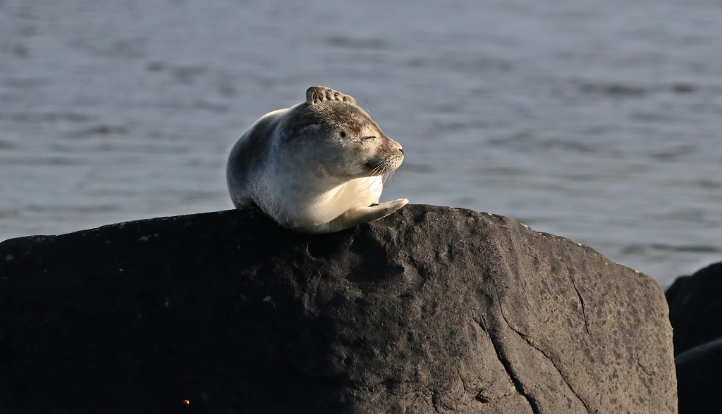 Seehund (common seal, Phoca vitulina) am Strand Ytri Tunga