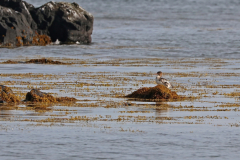 Mittelsäger (red-breasted merganser, Mergus serrator) am Strand Ytri Tunga