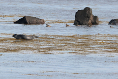 Seehund (common seal, Phoca vitulina) am Strand Ytri Tunga