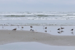 Silbermöwen und Mantelmöwen am Strand von Juist