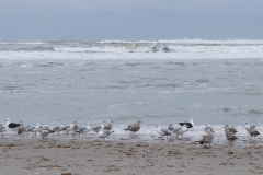 Silbermöwen und Mantelmöwen am Strand von Juist