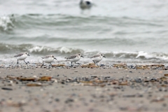 Sanderlinge am Strand von Juist