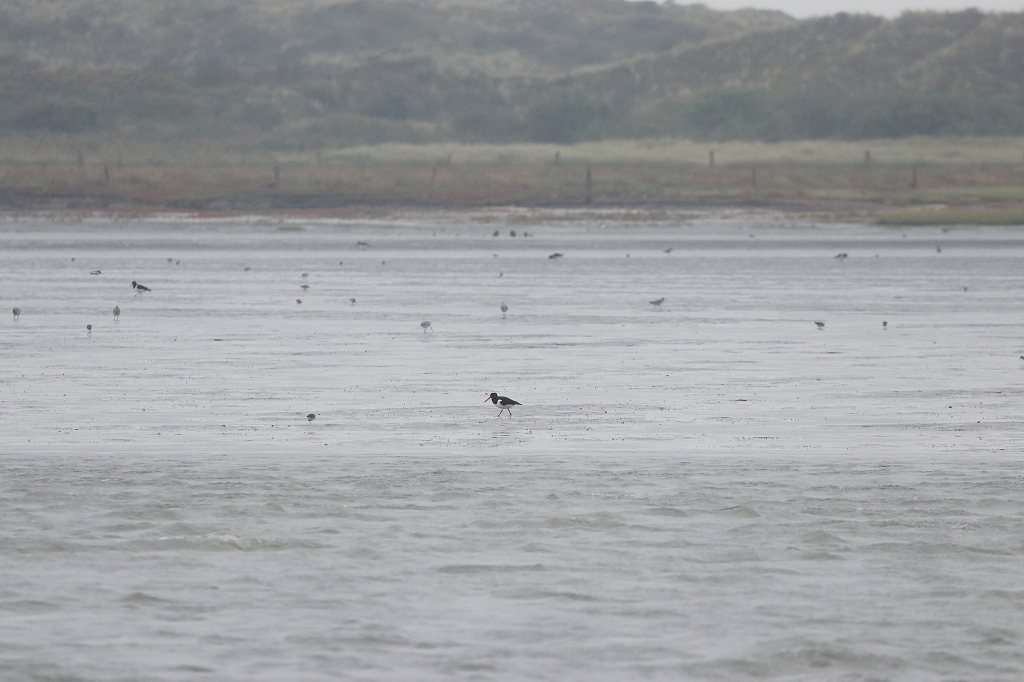 Vogelausflug zur Insel Memmert - Austernfischer auf Nahrungssuche