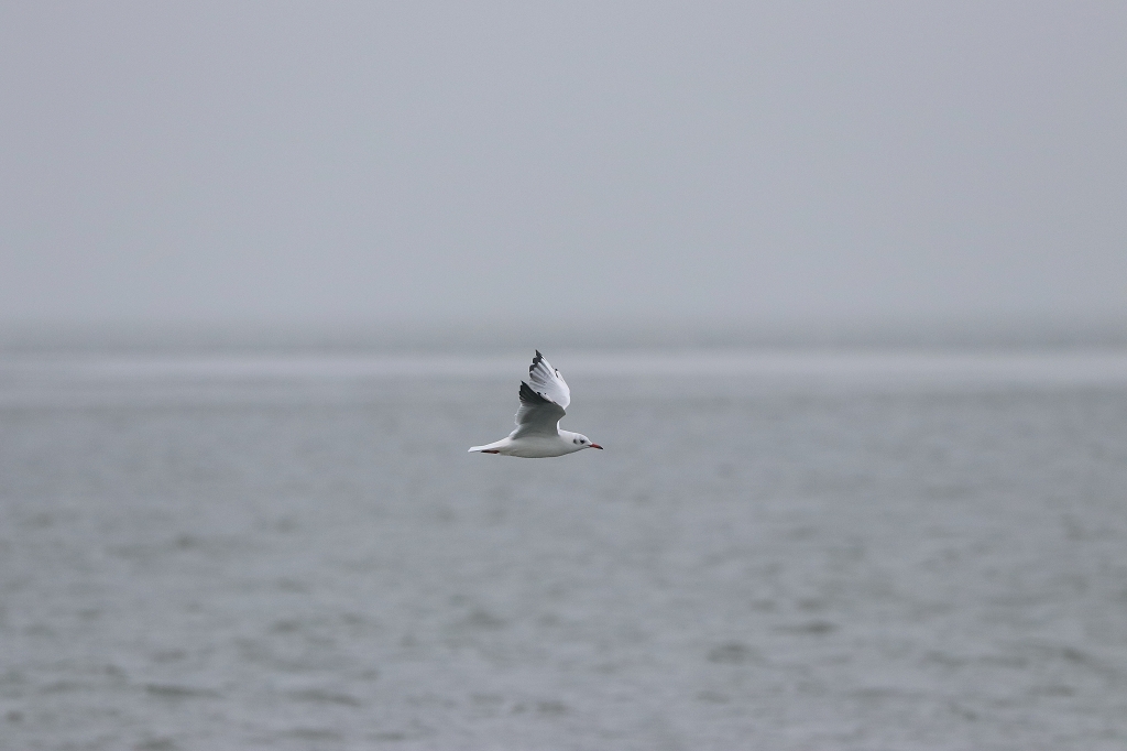 Vogelausflug zur Insel Memmert - Lachmöwe im Winteroutfit