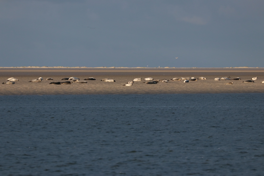 Seehunde auf der Rückfahrt von Memmert nach Juist