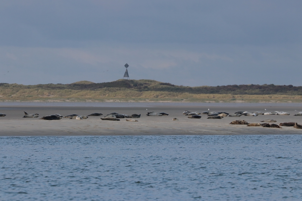 Seehunde auf der Rückfahrt von Memmert nach Juist