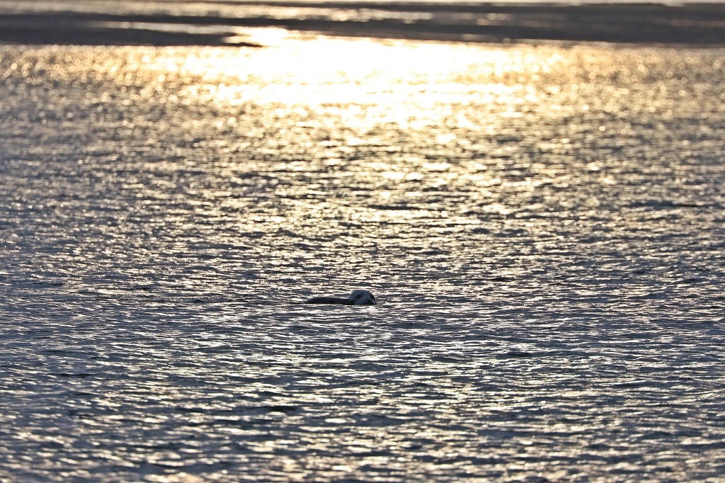 Neugieriger Seehund auf der Rückfahrt von Memmert nach Juist