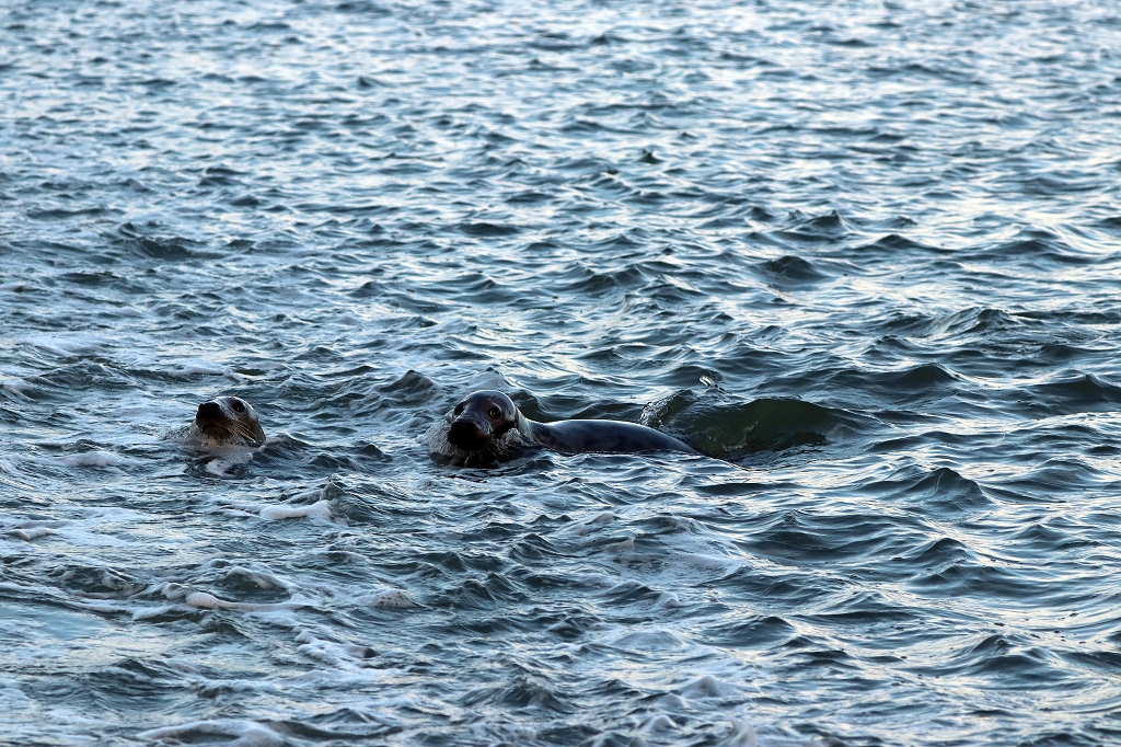 Neugierige Seehunde auf der Rückfahrt von Memmert nach Juist