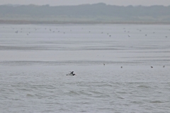 Vogelausflug zur Insel Memmert- Austernfischer im Flug
