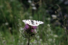 Schmetterlinge und bunte Blumen am Wegesrand des Turgen-Tals