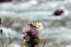 Schmetterlinge und bunte Blumen am Wegesrand des Turgen-Tals