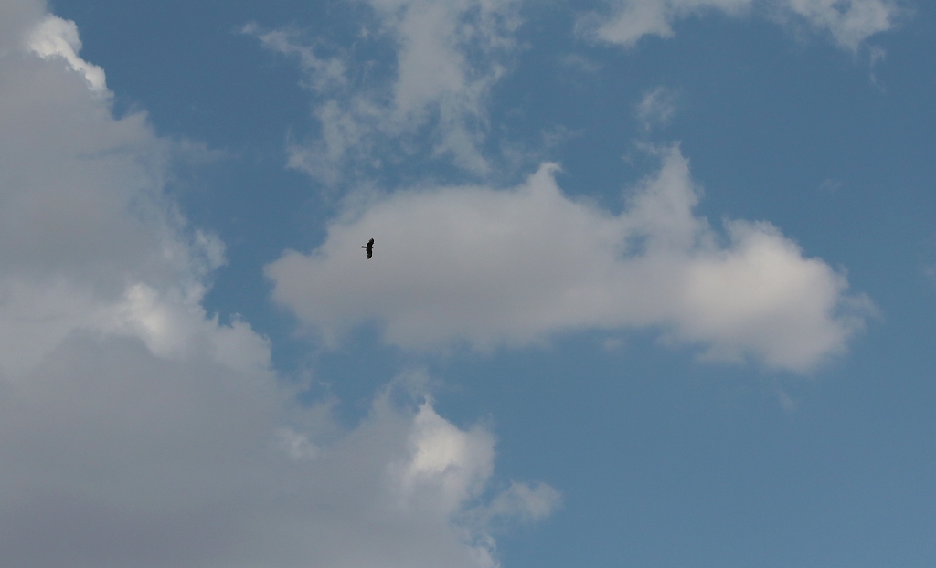 Ein Adler zieht seine Kreise über Baschi