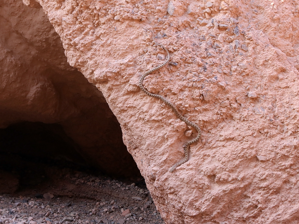 Ravergiers Zornnatter (spotted wipe snake) im Charyn-Canyon