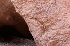 Ravergiers Zornnatter (spotted wipe snake) im Charyn-Canyon