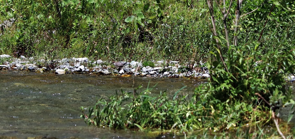 Wasseramsel (white-throated dipper) am Kaindysee
