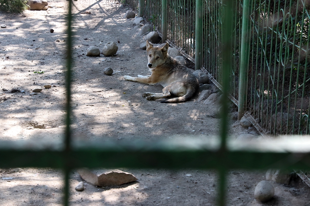 staatlicher Zoo in Karakol