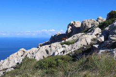 Wilde Bergziege auf Mallorca