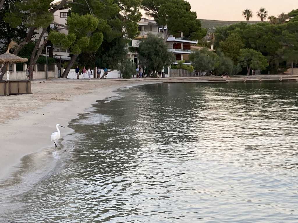 Seidenreiher (Little Egret, Egretta garzetta) auf Platja del Port de Pollença