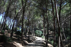 Durch einen schattigen Wald geht die Wanderung zurück zur Ermita de la Victoria