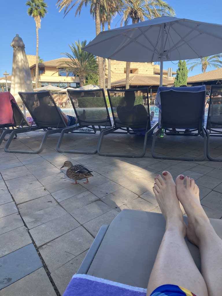 Tierischer Besuch im Hotel Portblue Club Pollentia Resort & Spa, Alcudia