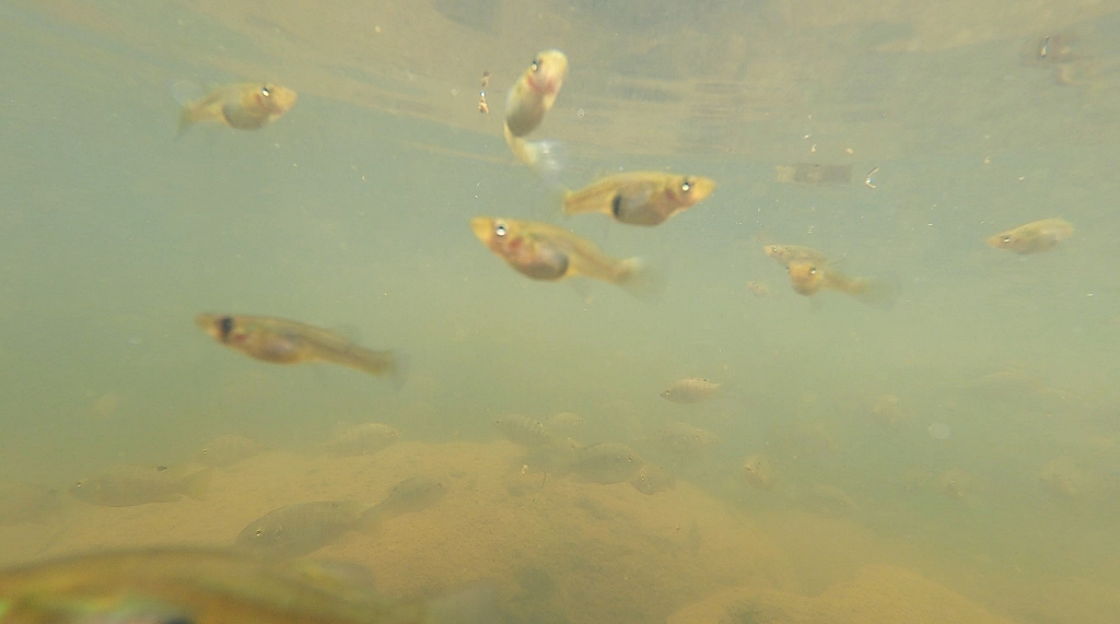 Fish-Spa an den Tamarin Falls
