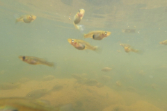 Fish-Spa an den Tamarin Falls