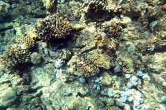 Schnorcheln am Riff an der Insel Coin de Mire (Gunner´s Coin)