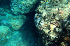 Schnorcheln am Riff an der Insel Coin de Mire (Gunner´s Coin)