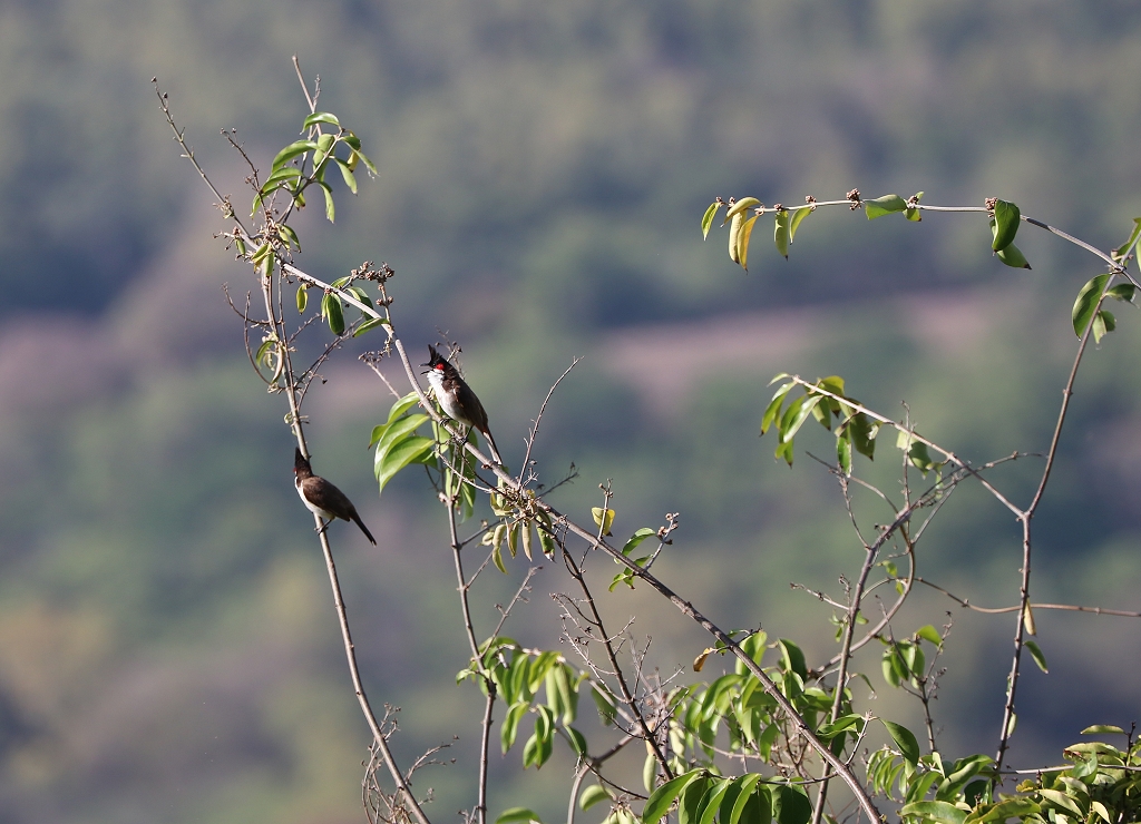 Rotohrbülbül (red-whiskered bulbul; Pycnonotus jocosus)