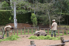 Aldabra-Riesenschildkröten Siebenfarbige Erde