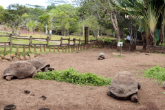 Aldabra-Riesenschildkröten Siebenfarbige Erde