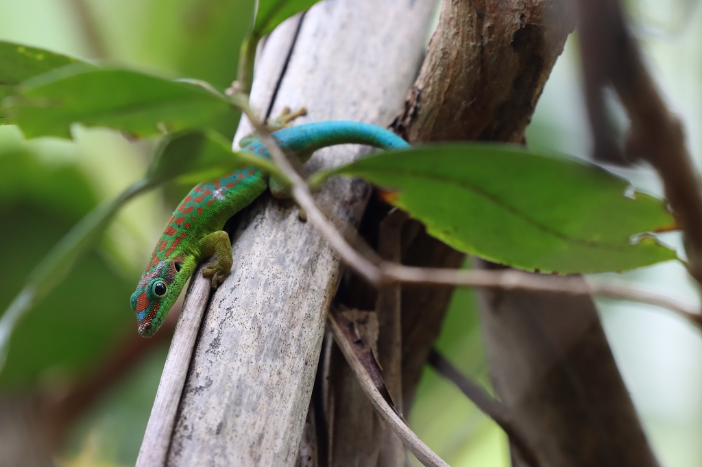 Blauschwanz-Taggecko auf Mauritius
