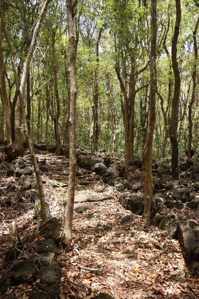 Coq de Bois loop im Bras d’Eau National Park 