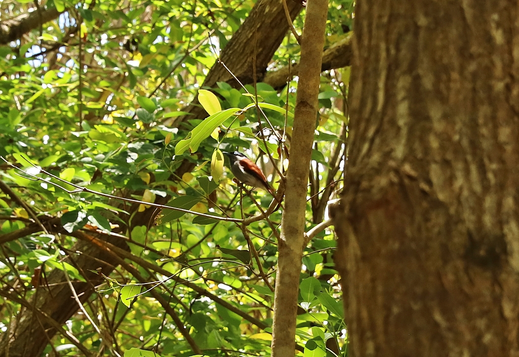 Maskarenen-Paradiesschnäpper (Mascarene paradise flycatcher, Terpsiphone bourbonnensis)