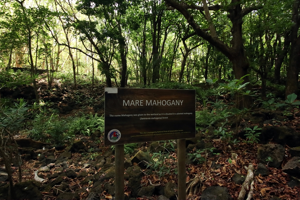 Mare Mahogany im Bras d’Eau National Park 