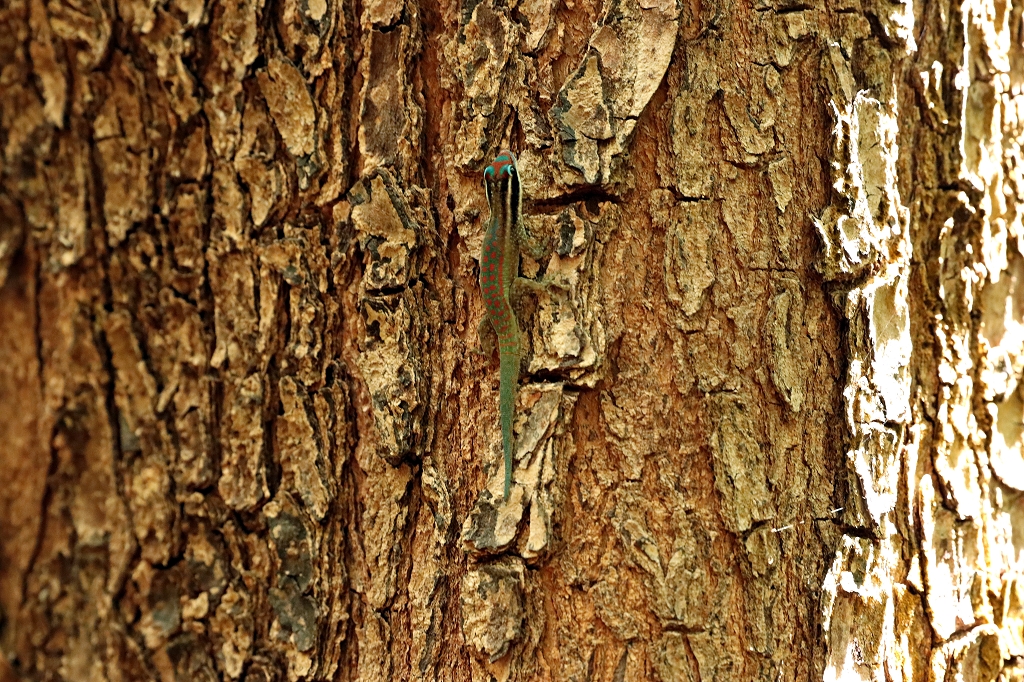 Ornament-Taggecko im Bras d’Eau National Park 