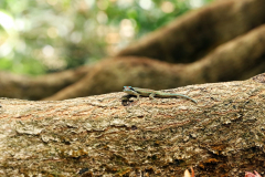 Ornament-Taggecko im Bras d’Eau National Park