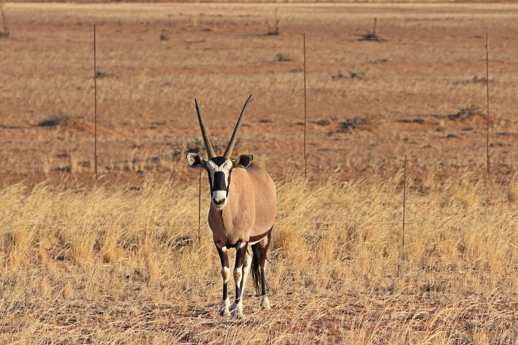 Oryx-Antilope in den Naukluftbergen